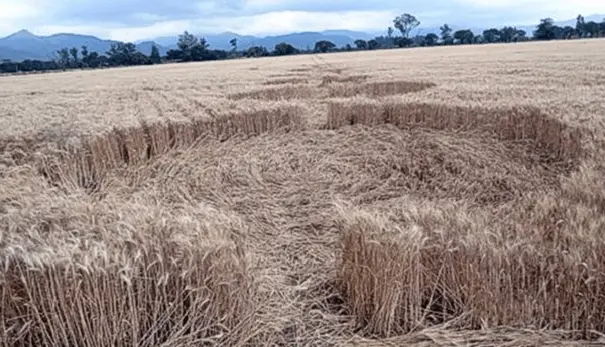 crop-circles-argentina