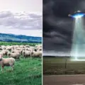sheep-abduction