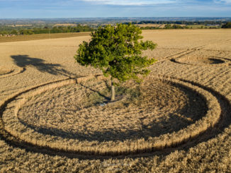 crop circle tree